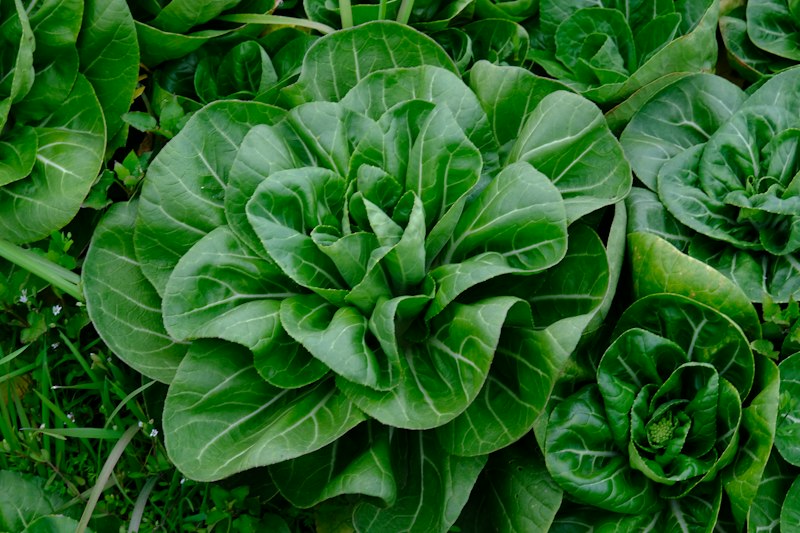 Organic