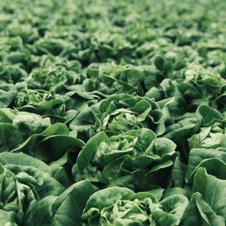 Lettuce