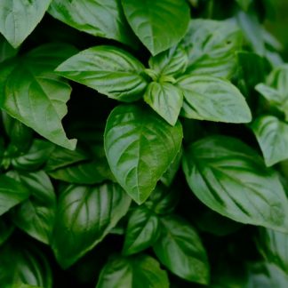 Organic Basil